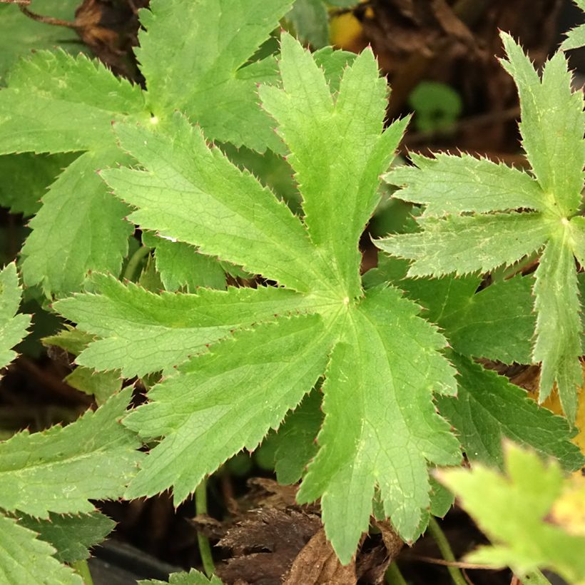 Astrantia major Star of Love - Zeeuws knoopje (Blad)