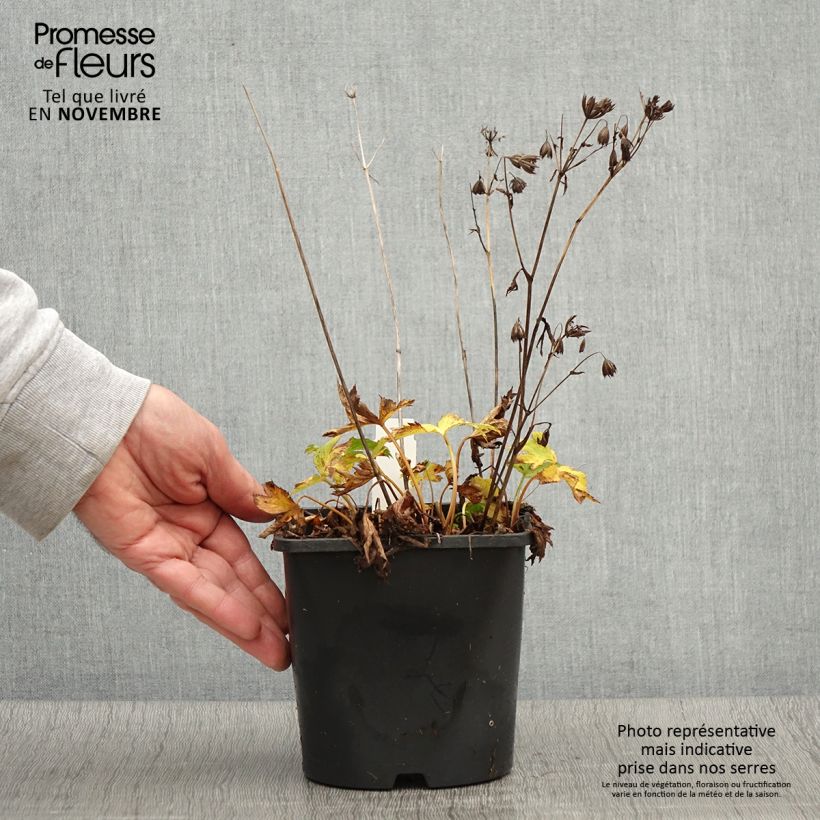 Exemplaar van Astrance - Astrantia Star of Love Pot de 2L/3L zoals geleverd in de herfst