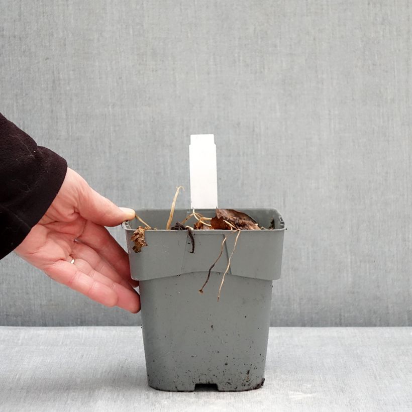 Exemplaar van Astrantia major Star of Love - Zeeuws knoopje Pot van 2 l/3 l zoals geleverd in de winter