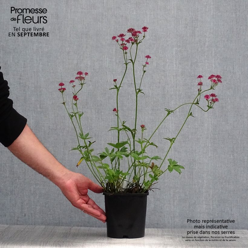 Exemplaar van Astrantia major Venice - Zeeuws knoopje Pot van 1,5 l/2 l zoals geleverd in de zomer
