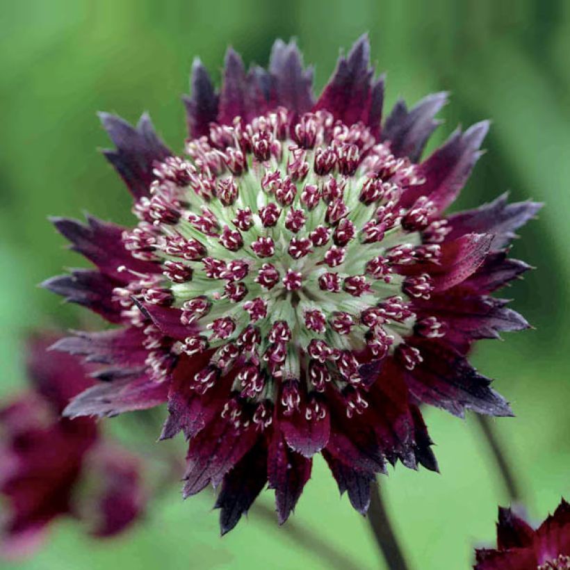 Astrantia major Moulin Rouge - Zeeuws knoopje (Bloei)