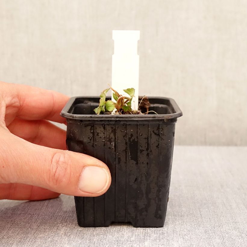 Example of Astrantia bavarica - Zeeuws knoopje Kweekpotje van 8/9 cm as you get in printemps