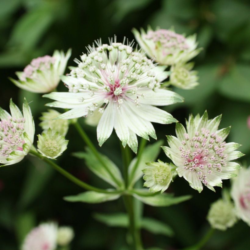 Astrantia major - Zeeuws knoopje (Bloei)