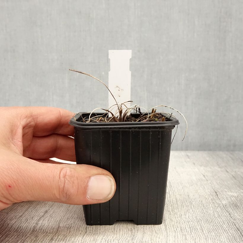 Example of Astrantia major Cerise Button - Zeeuws knoopje Kweekpotje van 8/9 cm as you get in printemps