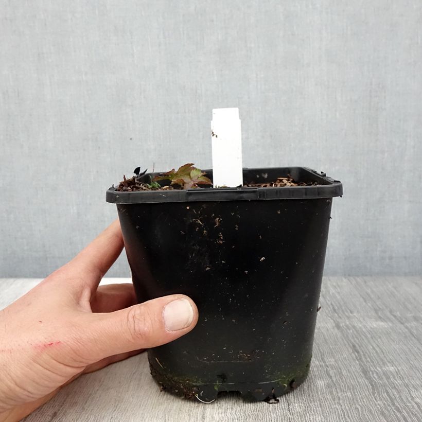 Example of Astrantia major Cerise Button - Zeeuws knoopje Pot van 2 l/3 l as you get in printemps