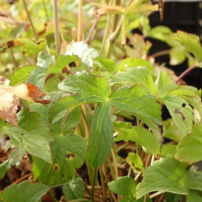 Astrantia major Cerise Button - Zeeuws knoopje (Blad)