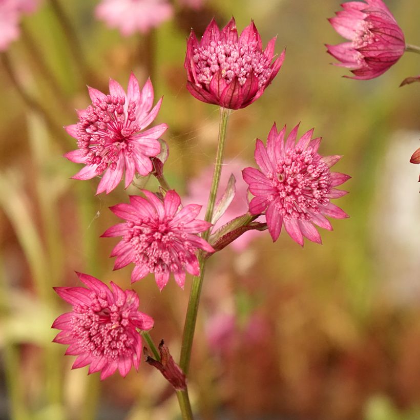 Astrantia major Cerise Button - Zeeuws knoopje (Bloei)