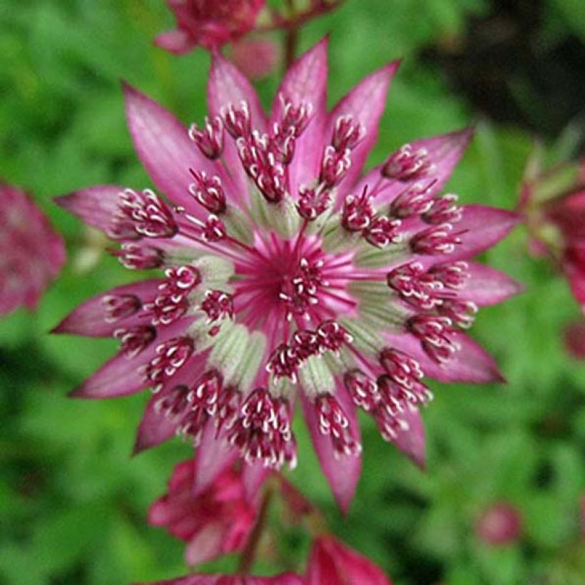Astrantia major Claret - Zeeuws knoopje (Bloei)