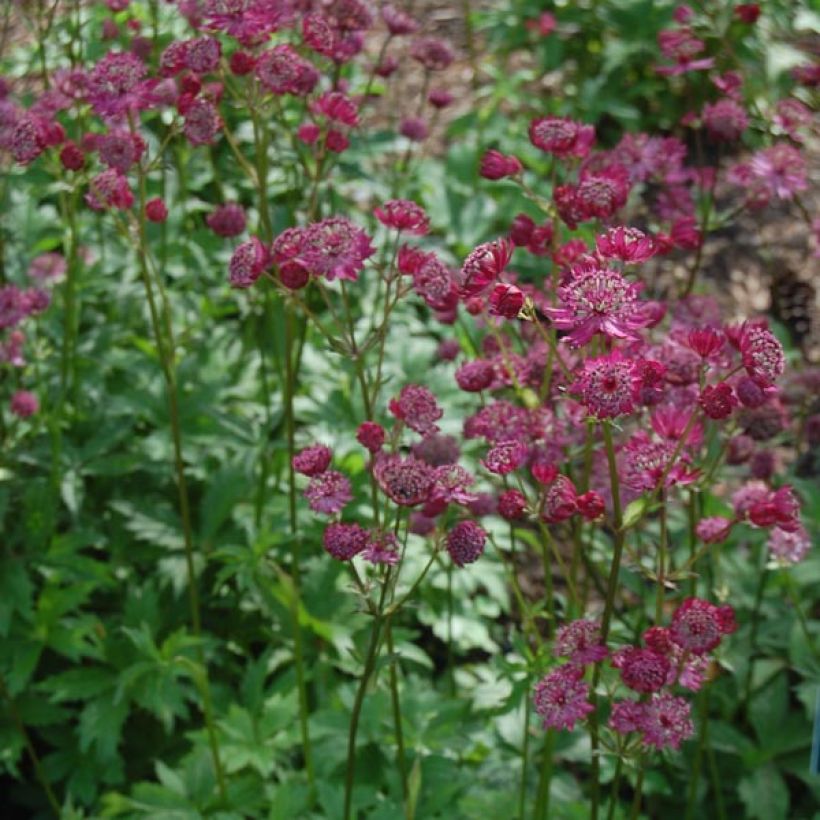 Astrantia major Claret - Zeeuws knoopje (Groeiplaats)