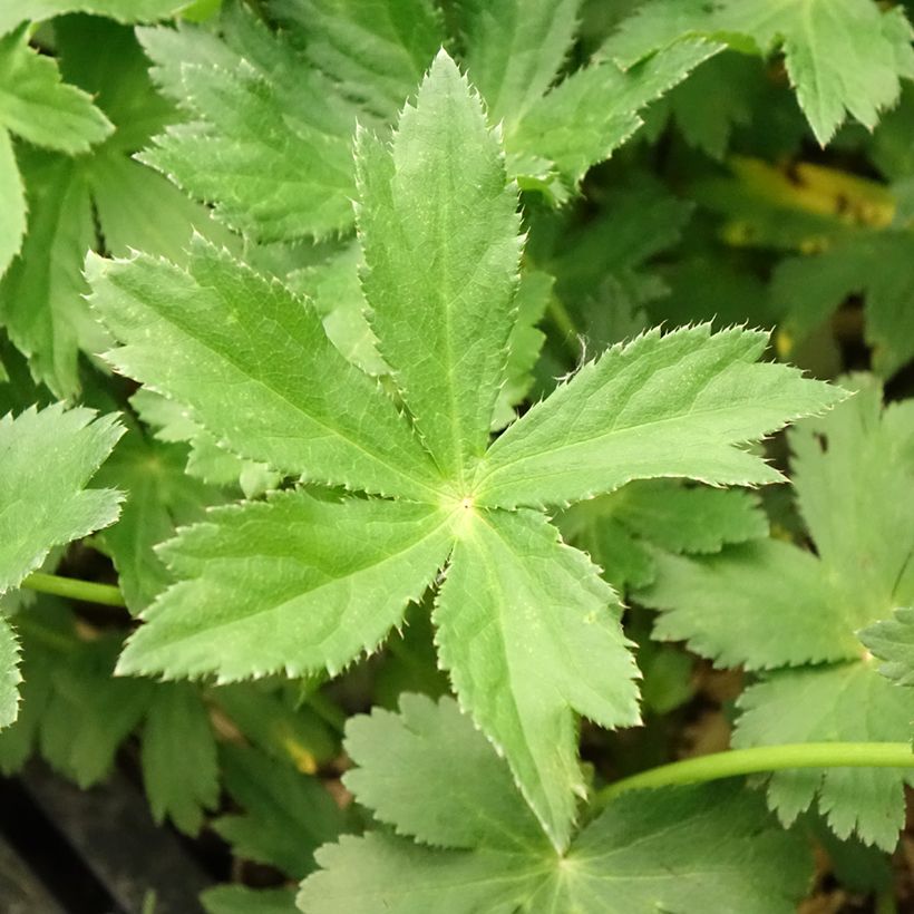 Astrantia major - Zeeuws knoopje (Blad)