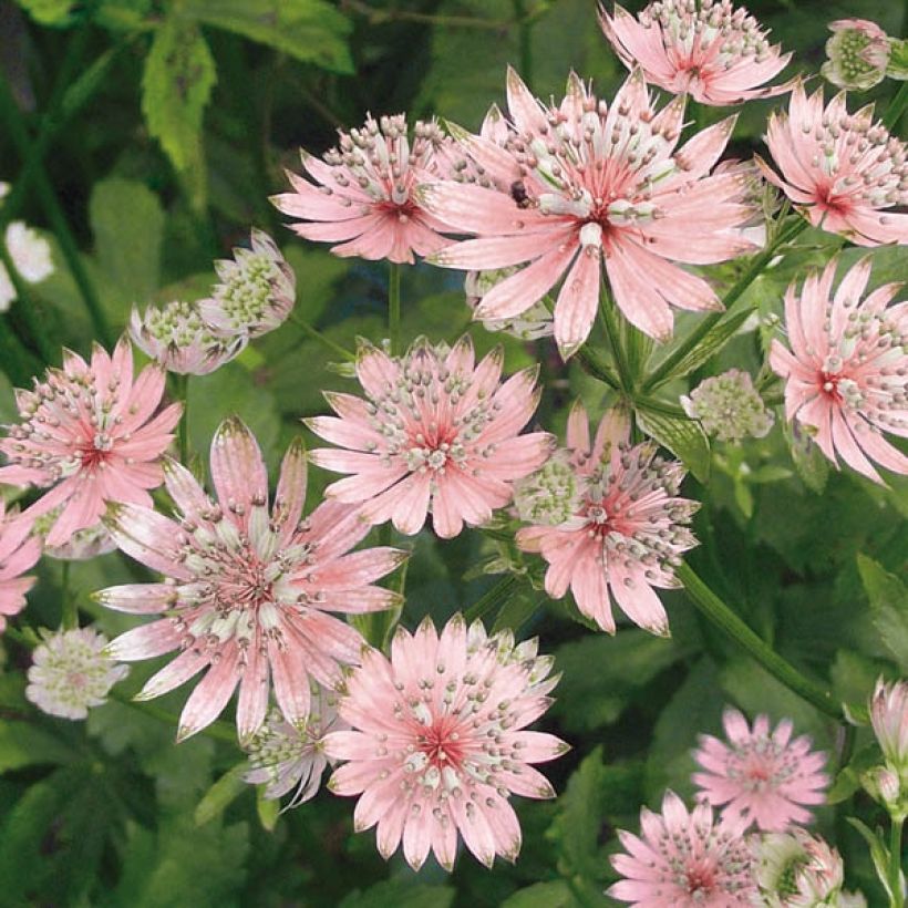 Astrantia major Rosea - Zeeuws knoopje (Bloei)