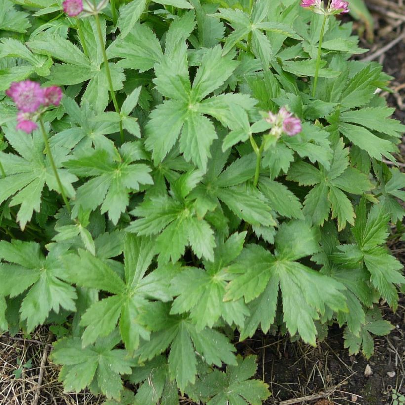 Astrantia major Ruby Cloud - Zeeuws knoopje (Blad)