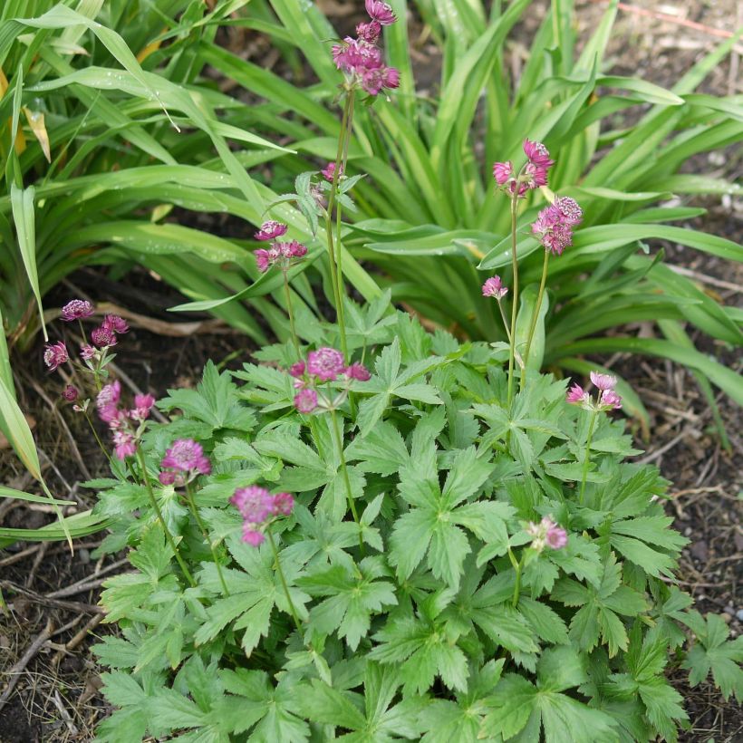 Astrantia major Ruby Cloud - Zeeuws knoopje (Groeiplaats)