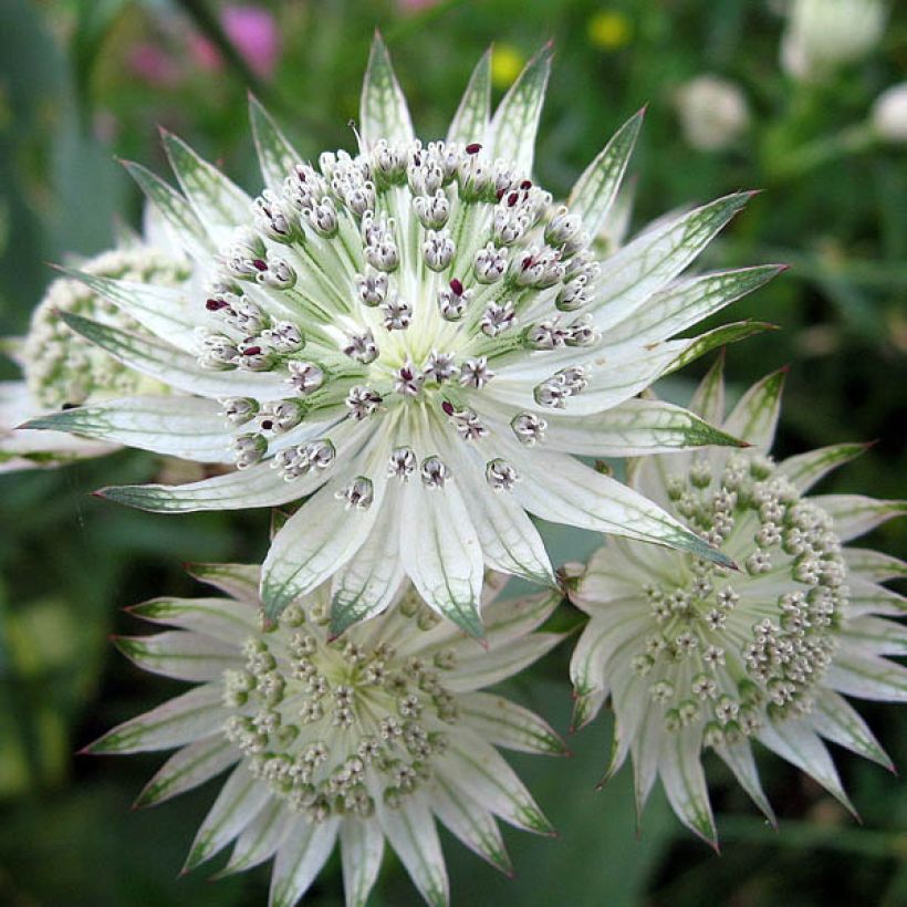 Astrantia major Shaggy - Zeeuws knoopje (Bloei)