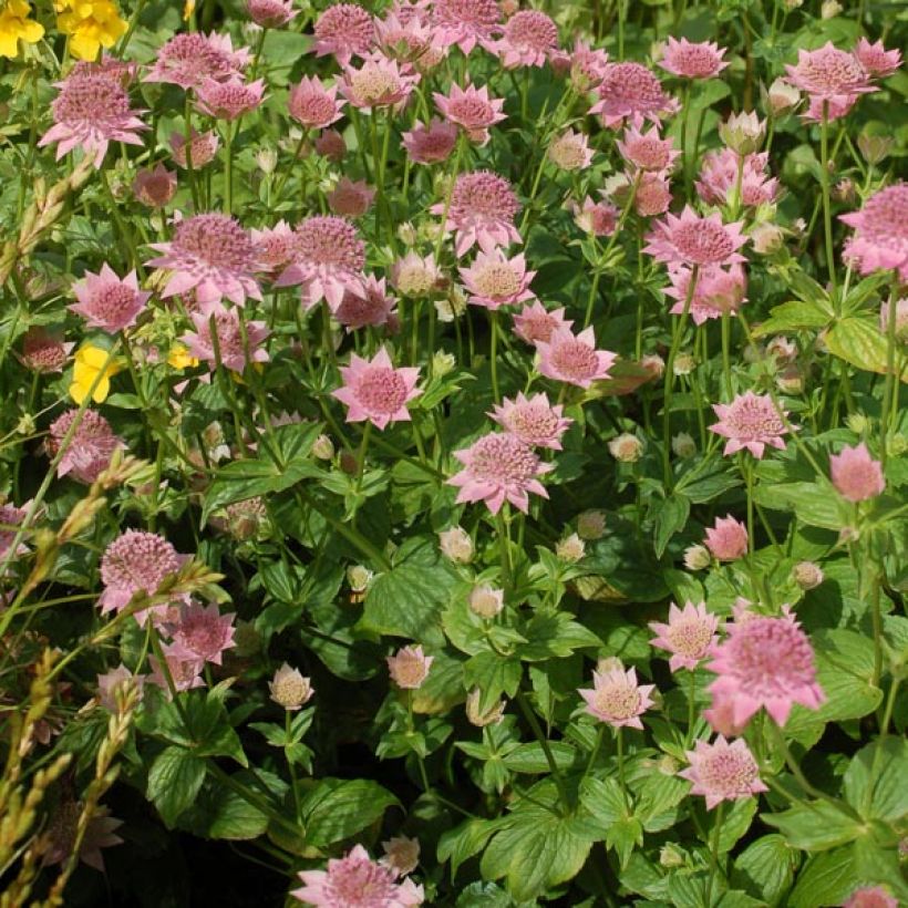 Astrantia maxima - Zeeuws knoopje (Groeiplaats)