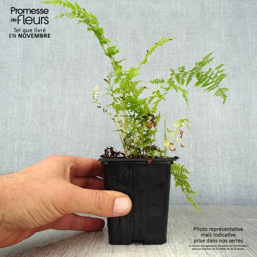 Exemplaar van Athyrium filix-femina - Wijfjesvaren Kweekpotje van 8/9 cm zoals geleverd in de herfst