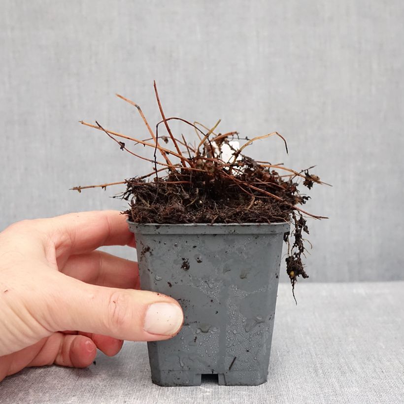 Exemplaar van Athyrium filix-femina Frizelliae - Wijfjesvaren Kweekpotje van 8/9 cm zoals geleverd in de herfst