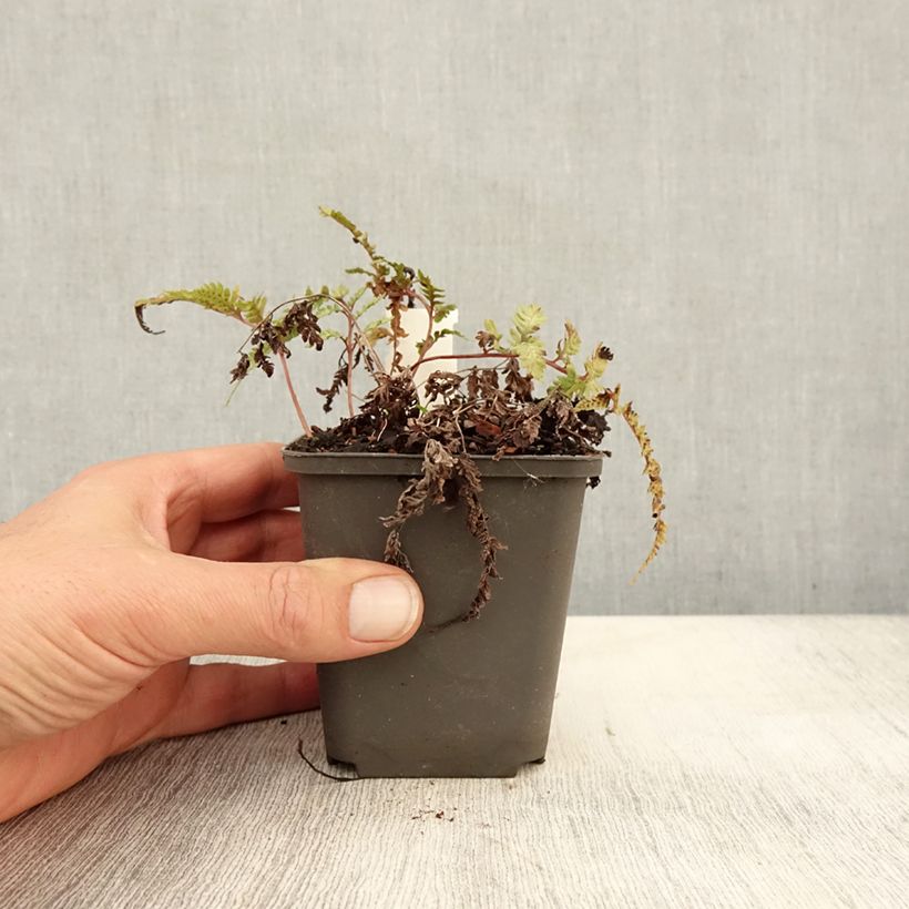 Exemplaar van Athyrium niponicum Burgundy Lace - Japanse regenboogvaren Kweekpotje van 8/9 cm zoals geleverd in de herfst