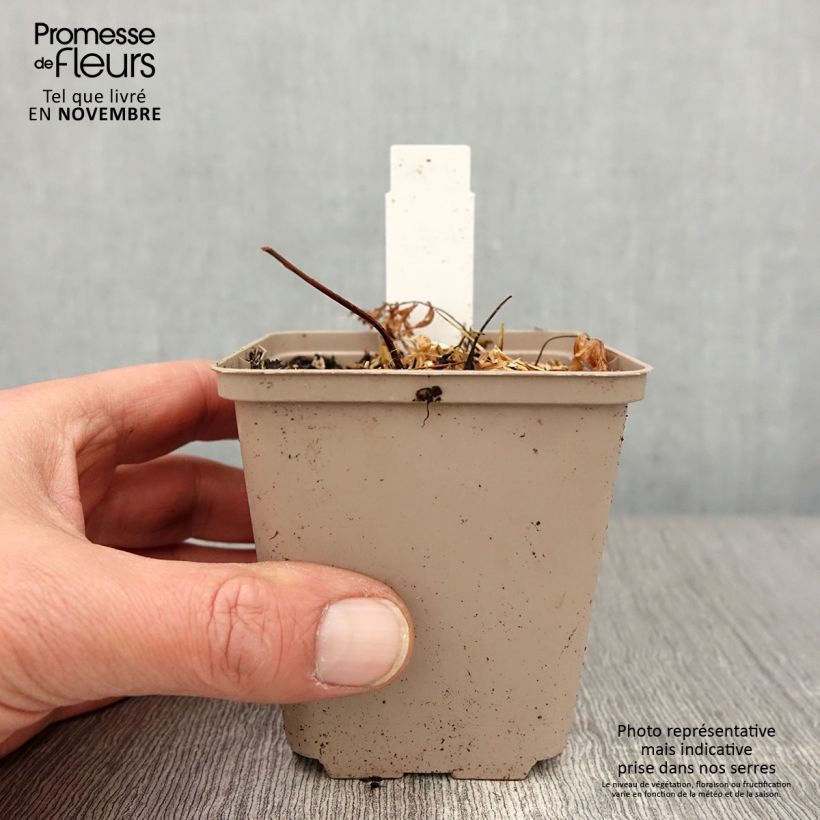 Exemplaar van Athyrium niponicum Crested Surf - Fougère japonaise Godet de 8/9 cm zoals geleverd in de herfst