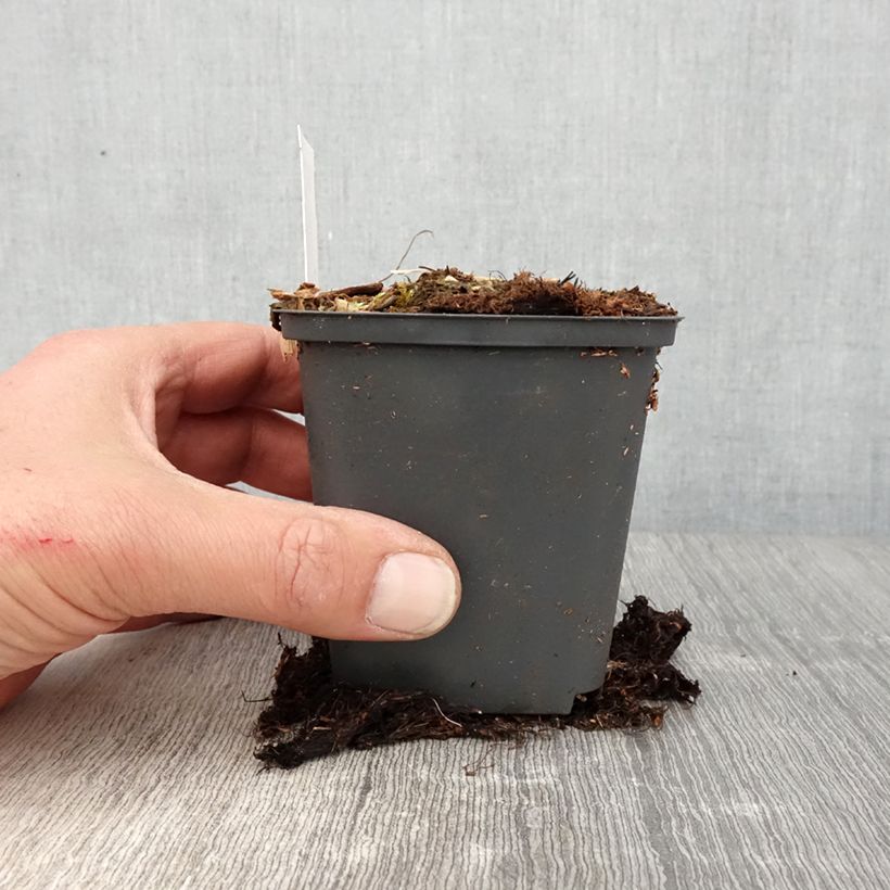 Exemplaar van Athyrium niponicum Crested Surf - Japanse regenboogvaren Kweekpotje van 8/9 cm zoals geleverd in de lente