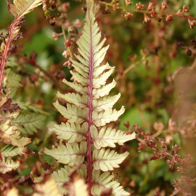 Athyrium niponicum Crested Surf - Japanse regenboogvaren (Blad)
