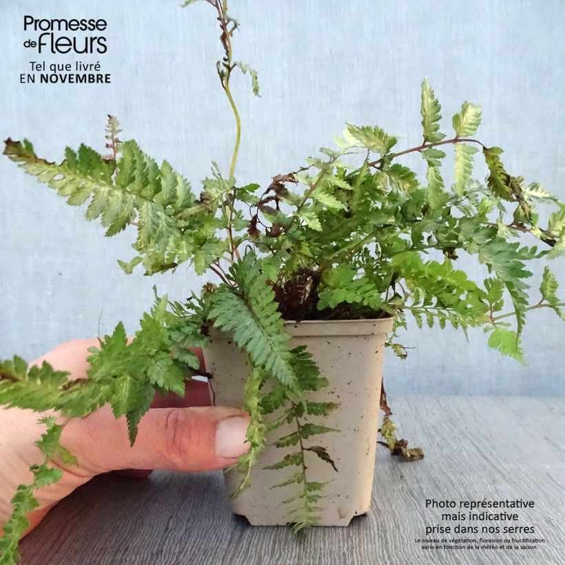 Exemplaar van Athyrium niponicum Pewter Lace - Japanse regenboogvaren Kweekpotje van 8/9 cm zoals geleverd in de herfst