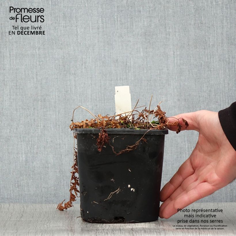 Exemplaar van Athyrium niponicum var. pictum - Japanse regenboogvaren Pot van 2 l/3 l zoals geleverd in de herfst