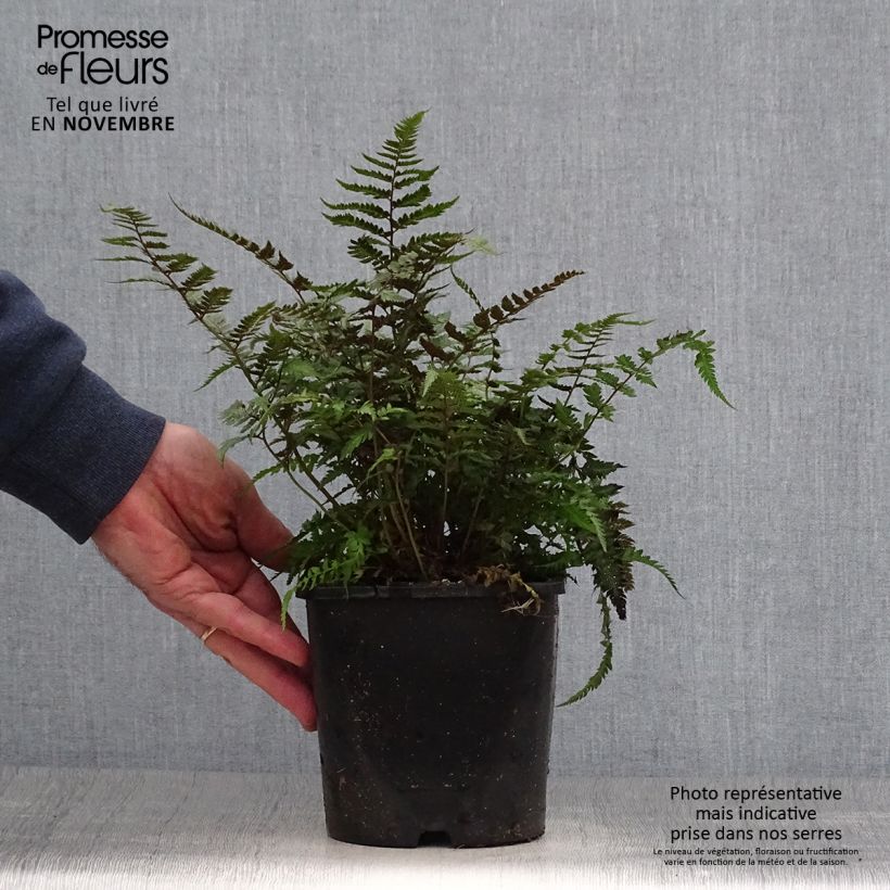 Exemplaar van Athyrium niponicum var. pictum Metallicum - Japanse regenboogvaren Pot van 2 l/3 l zoals geleverd in de herfst