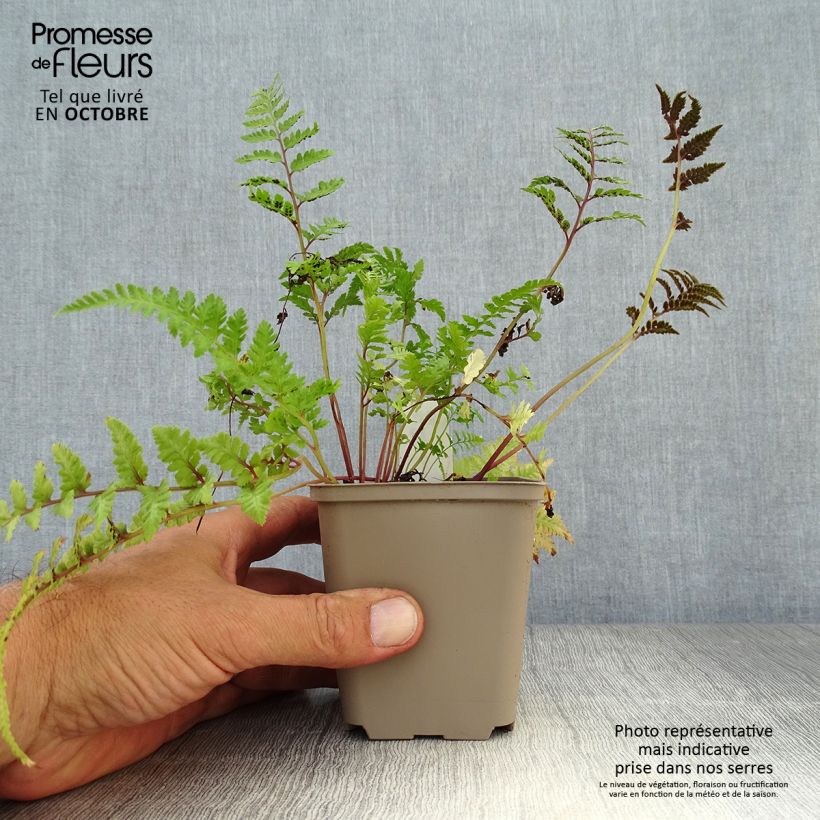 Exemplaar van Athyrium niponicum var. pictum Red Beauty - Japanse regenboogvaren Kweekpotje van 8/9 cm zoals geleverd in de herfst