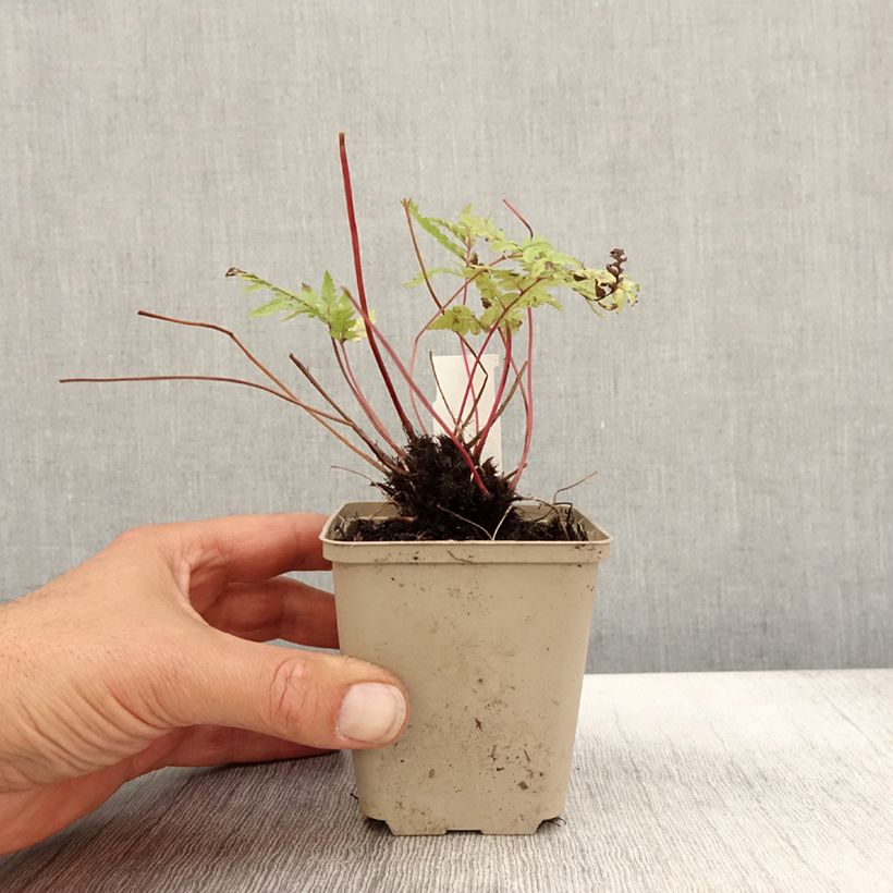 Exemplaar van Athyrium otophorum var. okanum - Japanse wijfjesvaren Kweekpotje van 8/9 cm zoals geleverd in de herfst