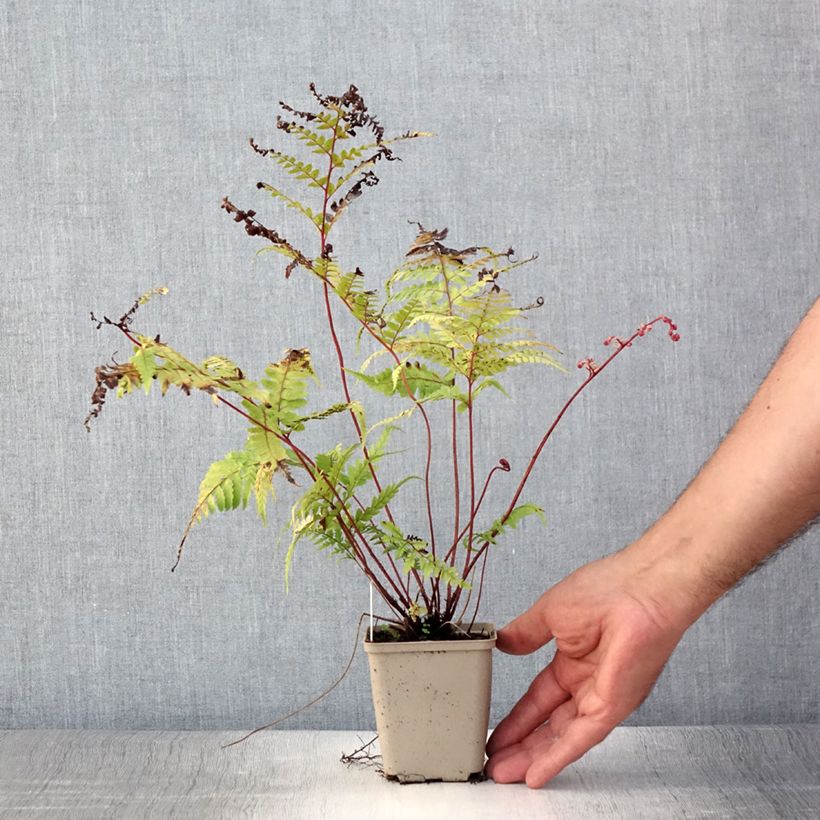 Exemplaar van Athyrium otophorum var. okanum - Japanse wijfjesvaren Kweekpotje van 8/9 cm zoals geleverd in de zomer