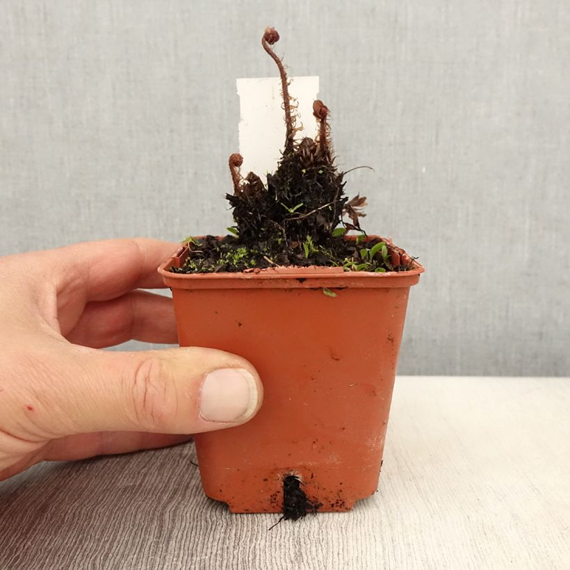 Exemplaar van Athyrium otophorum var. okanum - Japanse wijfjesvaren Kweekpotje van 8/9 cm zoals geleverd in de lente