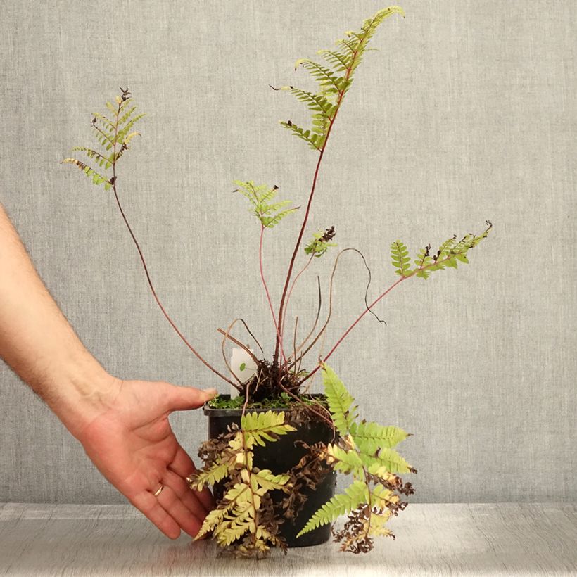 Exemplaar van Athyrium otophorum var. okanum - Japanse wijfjesvaren Pot van 2 l/3 l zoals geleverd in de herfst
