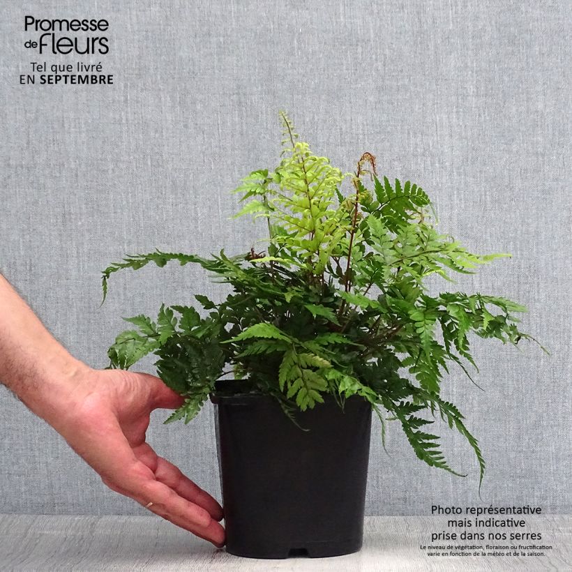 Exemplaar van Athyrium otophorum var. okanum - Japanse wijfjesvaren Pot van 2 l/3 l zoals geleverd in de zomer