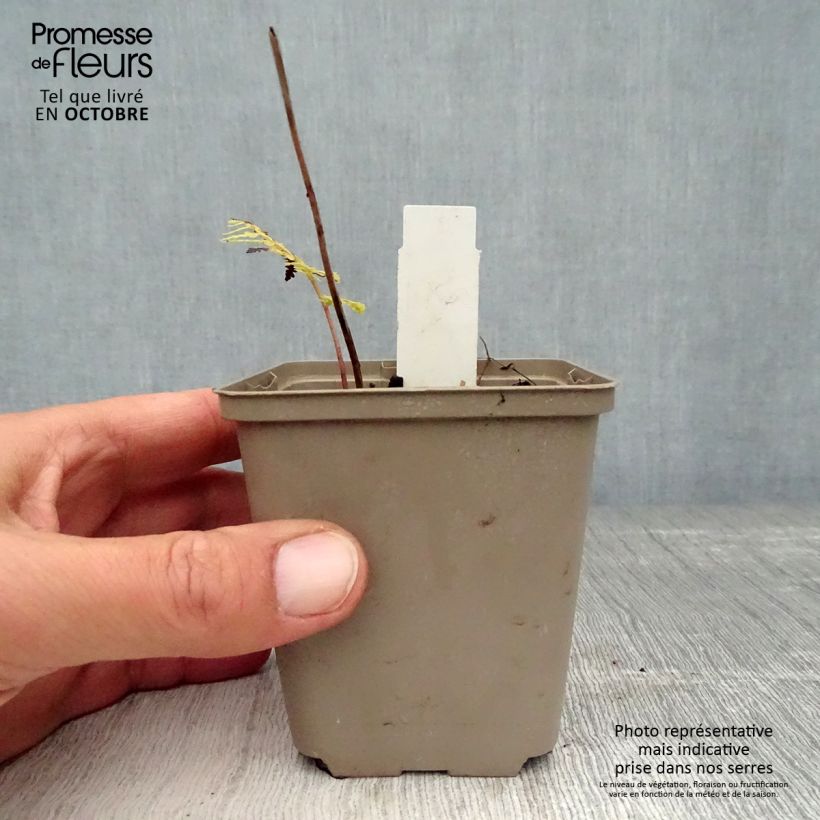 Exemplaar van Athyrium vidalii - Wijfjesvaren Kweekpotje van 8/9 cm zoals geleverd in de herfst