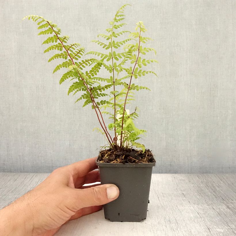 Exemplaar van Athyrium vidalii - Wijfjesvaren Kweekpotje van 8/9 cm zoals geleverd in de zomer
