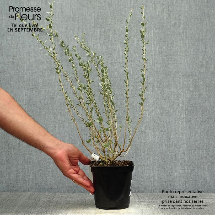 Exemplaar van Atriplex halimus - Zoutmelde Pot van 1,5 l/2 l zoals geleverd in de herfst