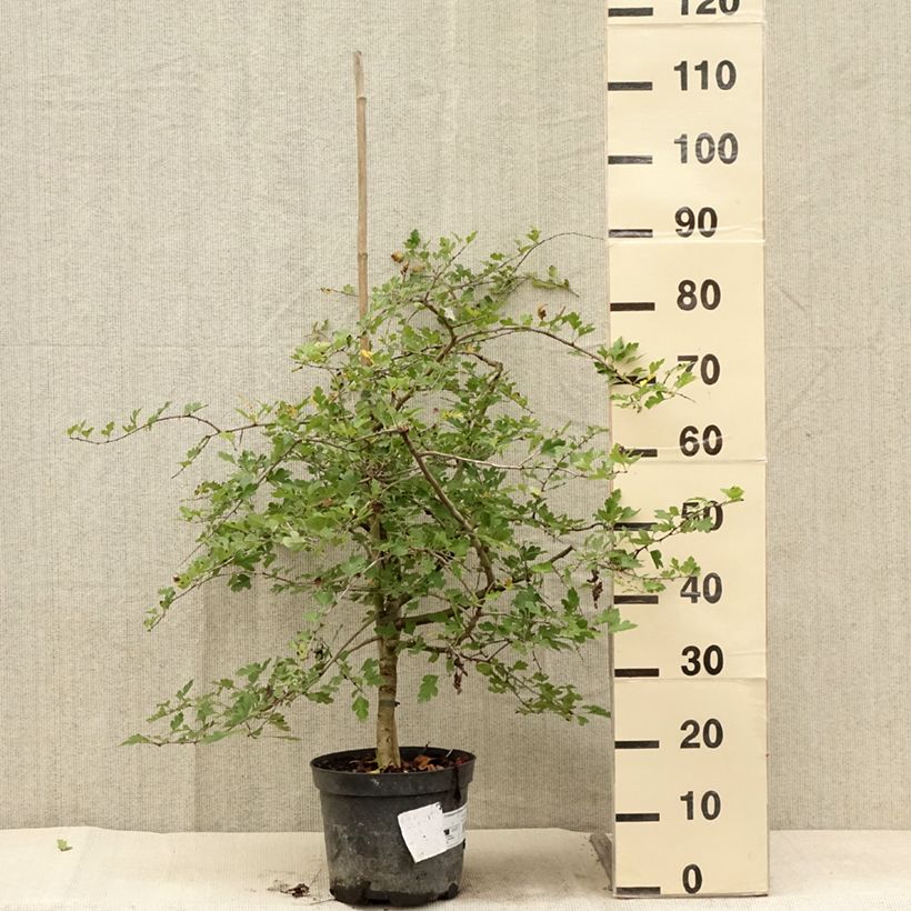 Exemplaar van Aubépine - Crataegus monogyna Xanthocarpa Pot van 3 l/4 l zoals geleverd in de zomer