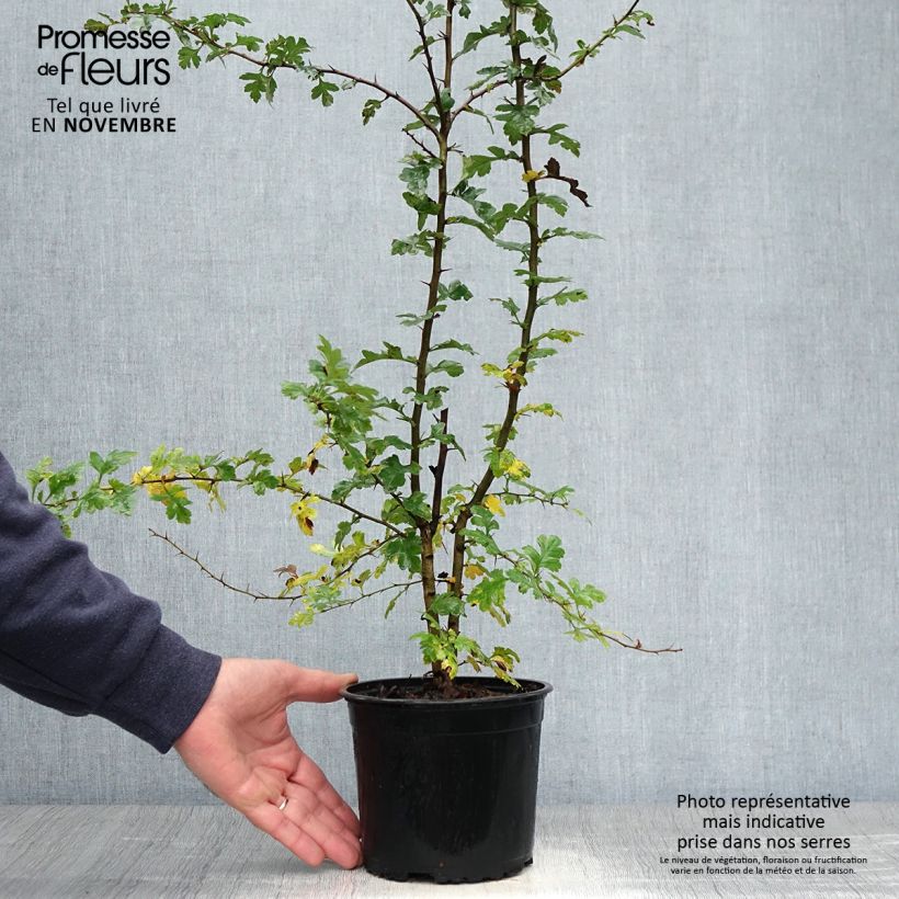 Exemplaar van Crataegus monogyna - Eenstijlige meidoorn Pot van 2 l/3 l zoals geleverd in de herfst