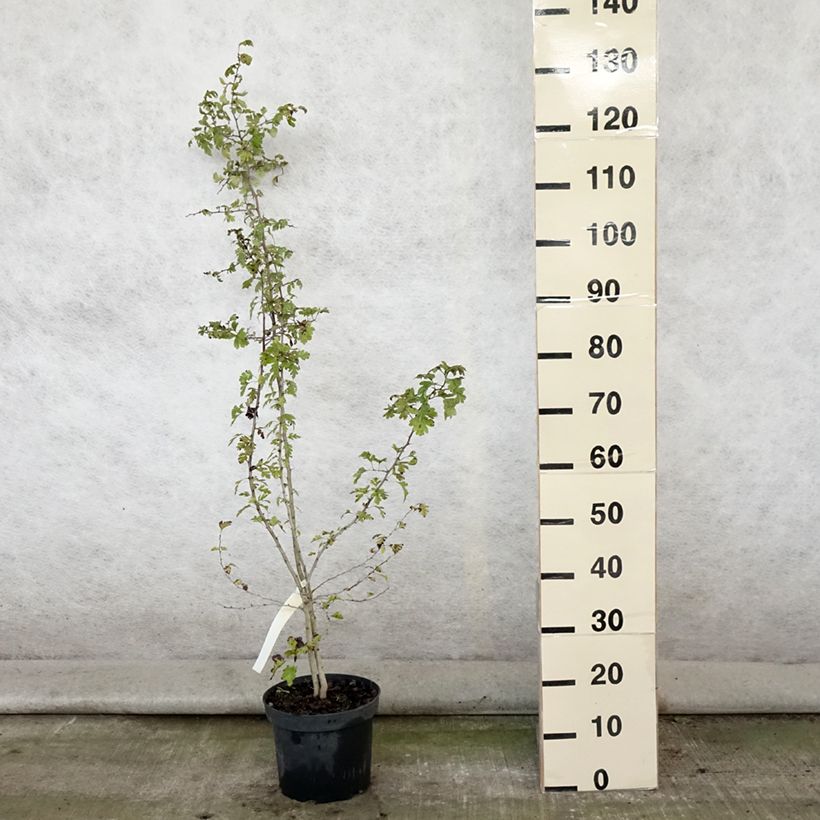 Exemplaar van Crataegus monogyna - Eenstijlige meidoorn Pot van 4 l/5 l zoals geleverd in de zomer