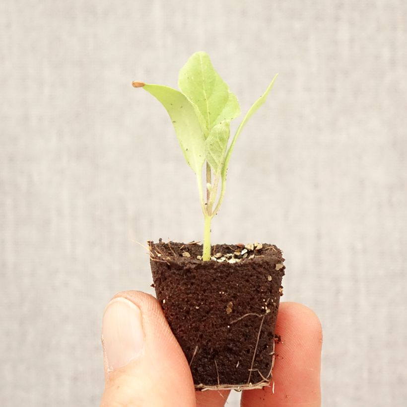 Exemplaar van Aubergine Jewel Marble F1 (jonge planten) Mini-mot Ø 3/4 cm zoals geleverd in de lente