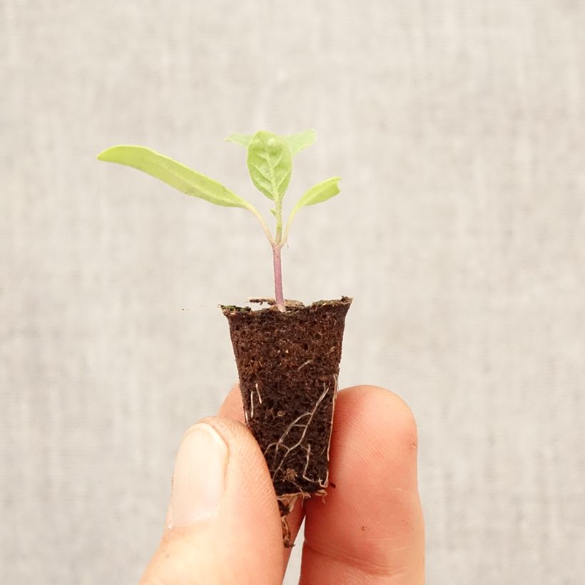 Exemplaar van Aubergine Violet Knight F1 (jonge planten) Mini-mot Ø 3/4 cm zoals geleverd in de lente