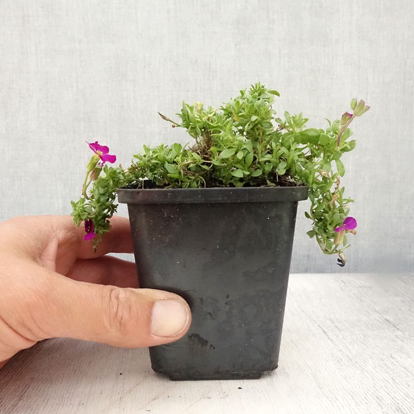 Exemplaar van Blauwkussen Bressingham Red - Aubrieta Kweekpotje van 8/9 cm zoals geleverd in de zomer
