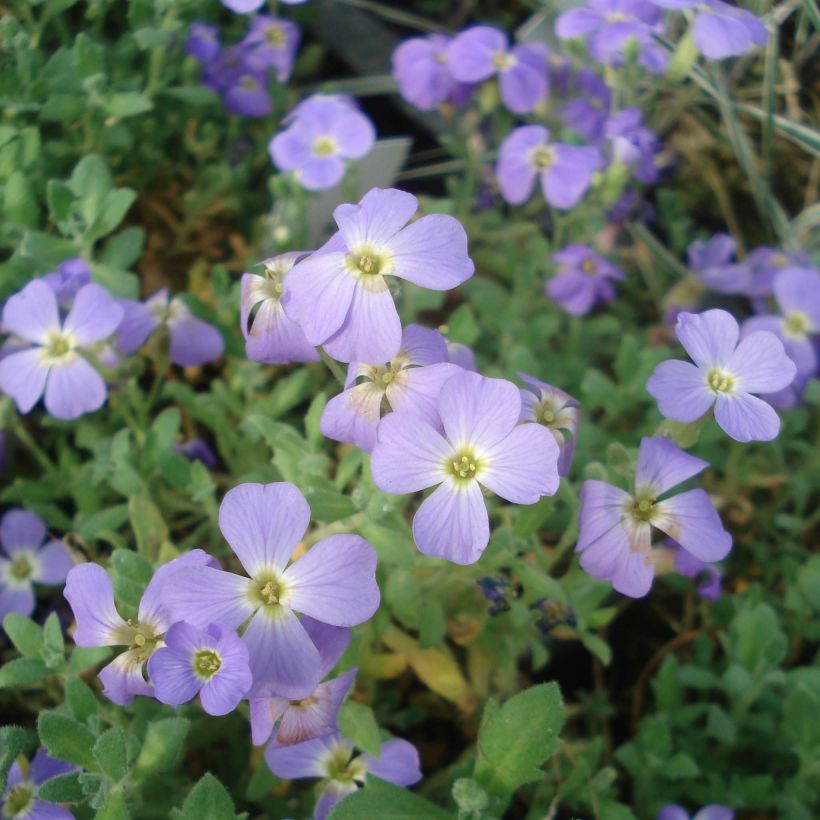 Blauwkussen Cascade Blue - Aubrieta (Bloei)