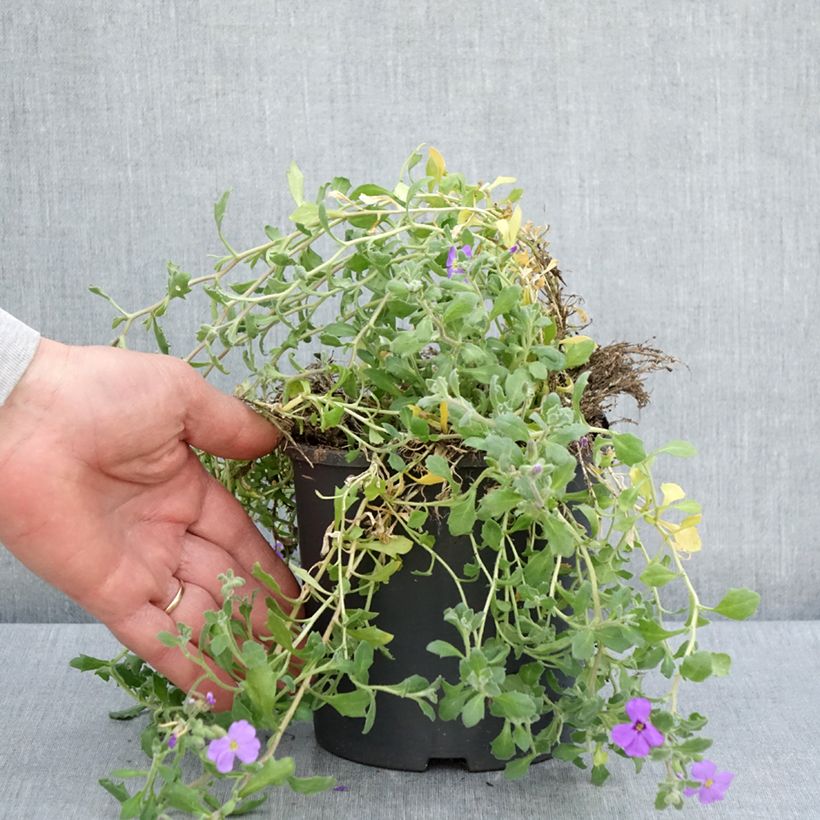 Exemplaar van Blauwkussen Cascade Blue - Aubrieta Pot van 2 l/3 l zoals geleverd in de lente