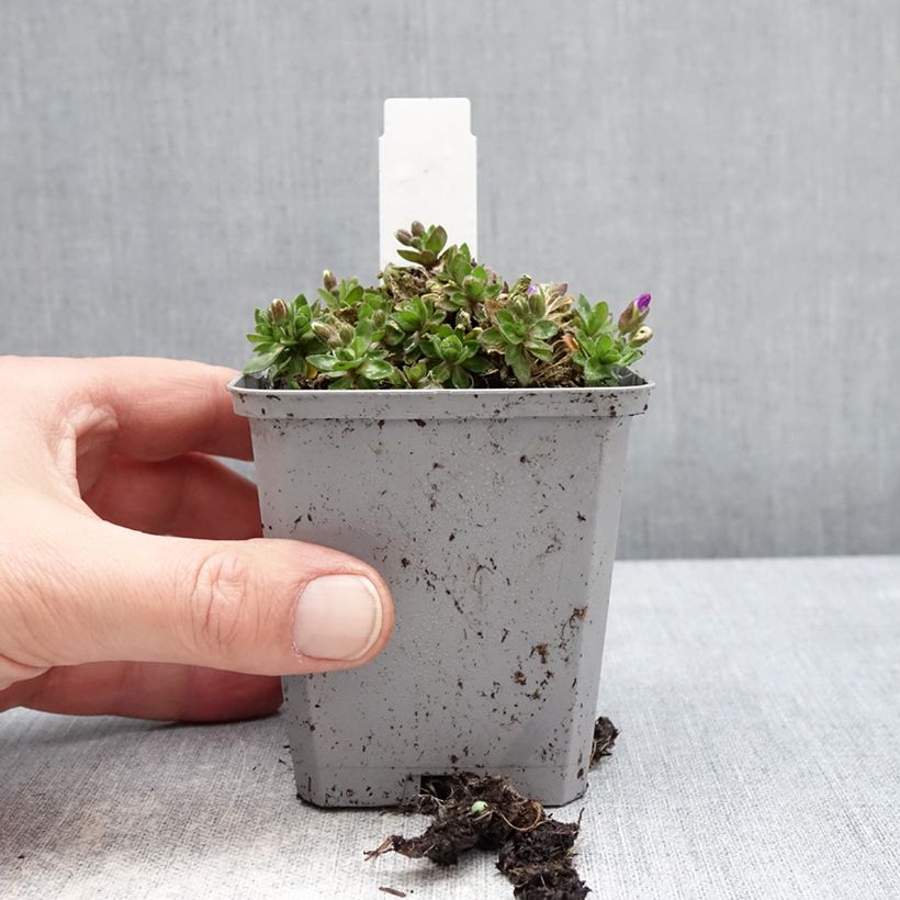 Exemplaar van Blauwkussen Kitte Bleu - Aubrieta gracilis Kweekpotje van 8/9 cm zoals geleverd in de winter