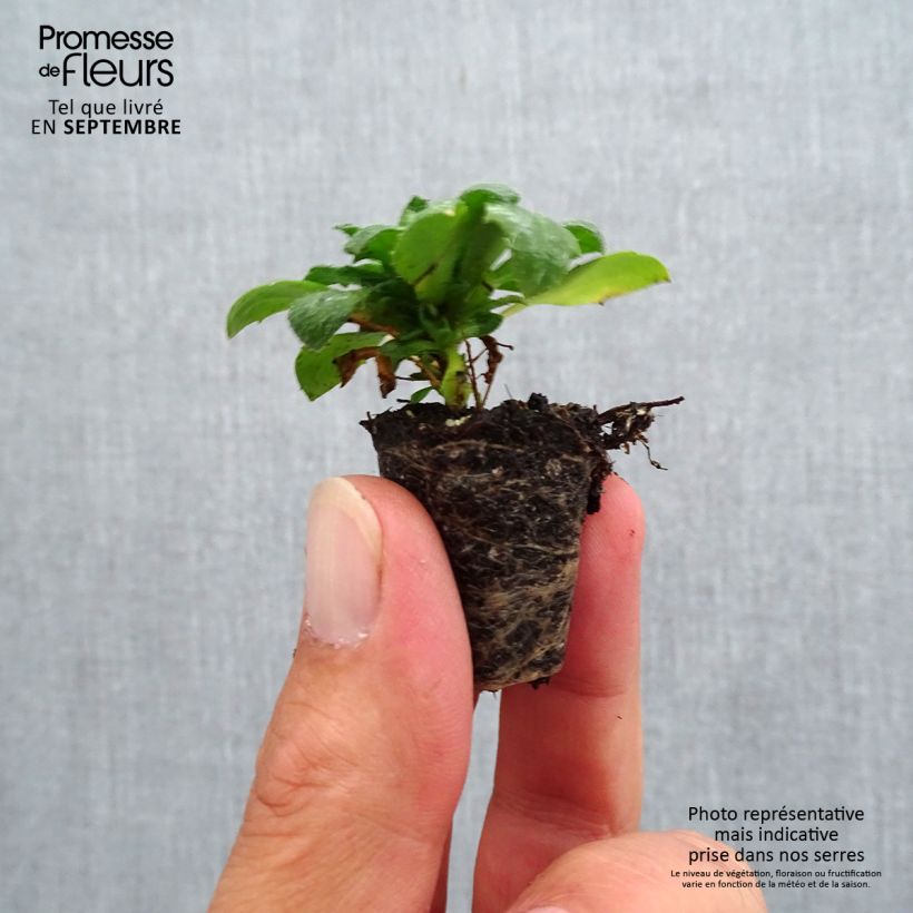 Exemplaar van Blauwkussen Kitte Bleu - Aubrieta gracilis Mini-mot Ø 3/4 cm zoals geleverd in de herfst