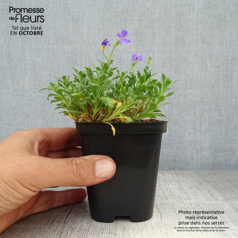 Exemplaar van Blauwkussen Hamburger Stadtpark - Aubrieta cultorum Kweekpotje van 8/9 cm zoals geleverd in de herfst