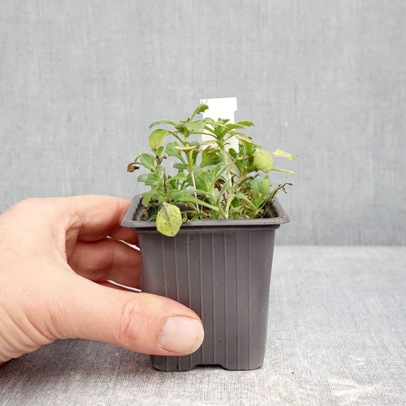 Exemplaar van Aubriète Pixie Pearls - Aubrieta cultorum Kweekpotje van 8/9 cm zoals geleverd in de winter