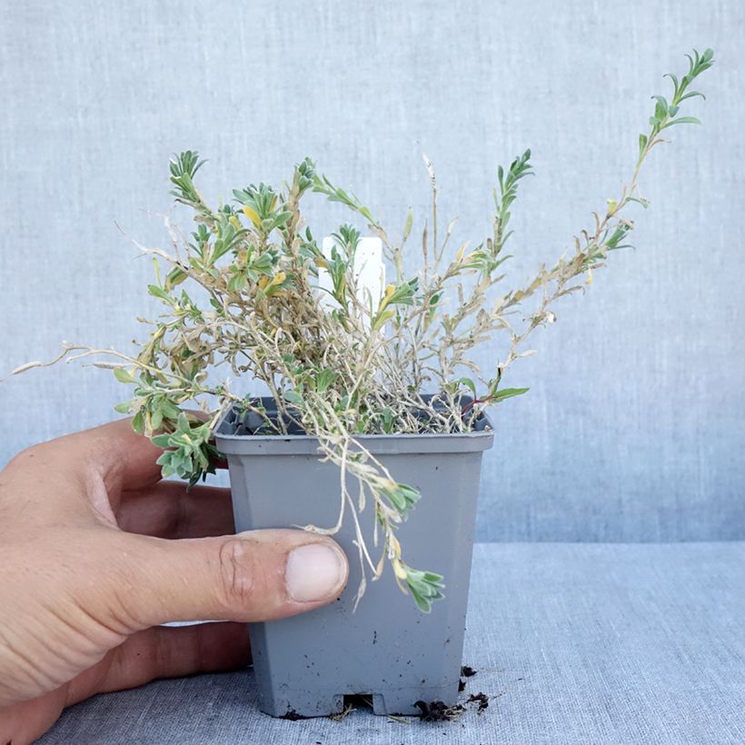 Exemplaar van Blauwkussen Red Carpet - Aubrieta cultorum Kweekpotje van 8/9 cm zoals geleverd in de zomer